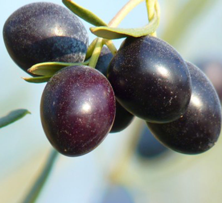 1.5m-oliva-europaea-Olive-Tree