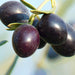 1.5m-oliva-europaea-Olive-Tree