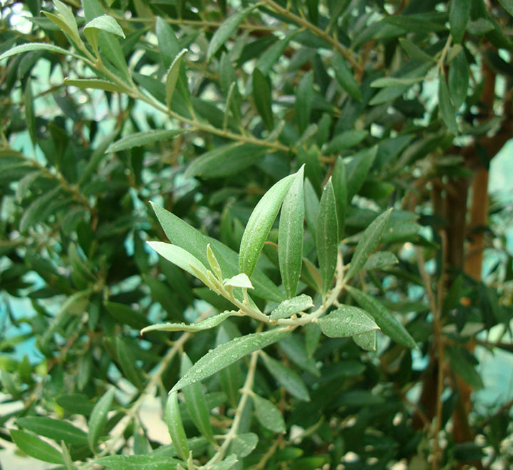 Olive Single Head Bonsai 0.8-1.0m | شجرة زيتون