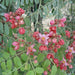 Cassia nodosa Or Pink Shower Tree 2.5-3.0m