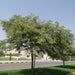 Cassia nodosa Or Pink Shower Tree 2.5-3.0m