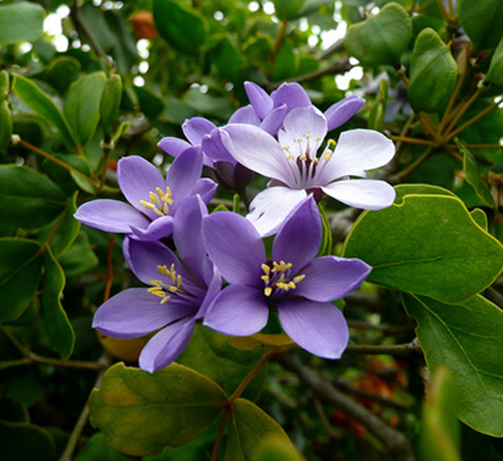 Guaiacum officinale, roughbark lignum-vitae or guaiac wood