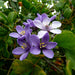 Guaiacum officinale, roughbark lignum-vitae or guaiac wood