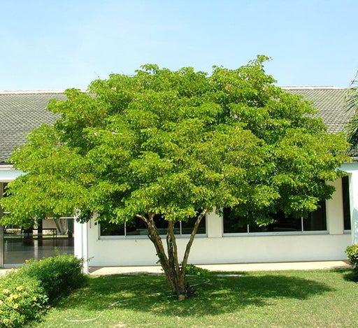 Guaiacum officinale, roughbark lignum-vitae or guaiac wood