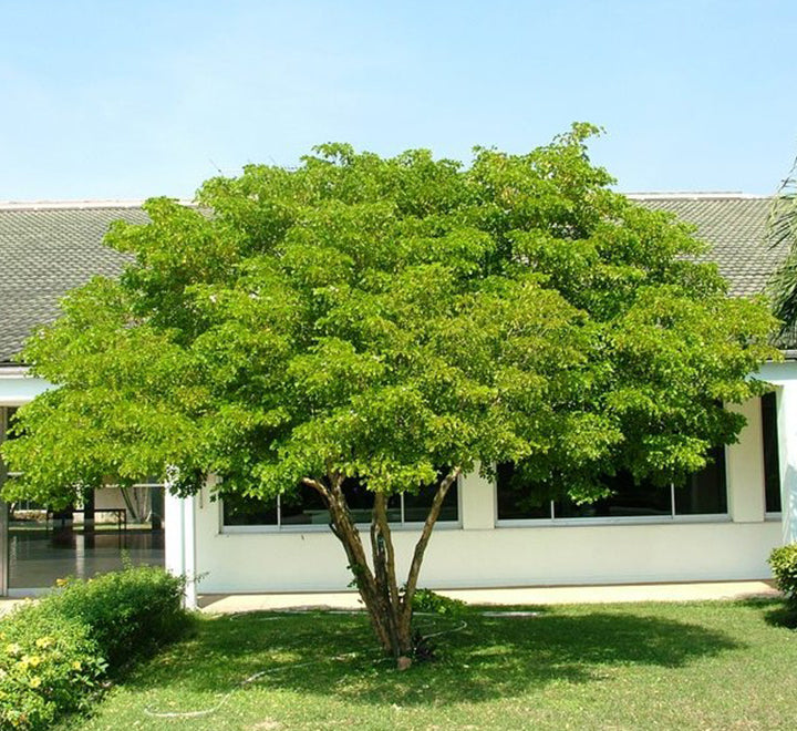 Guaiacum officinale, roughbark lignum-vitae or guaiac wood