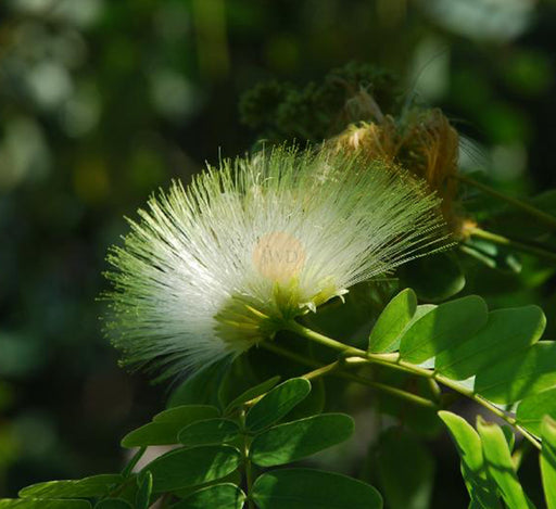 Albizia lebbeck “Lebbek tree or Frywood”