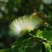 Albizia lebbeck “Lebbek tree or Frywood”