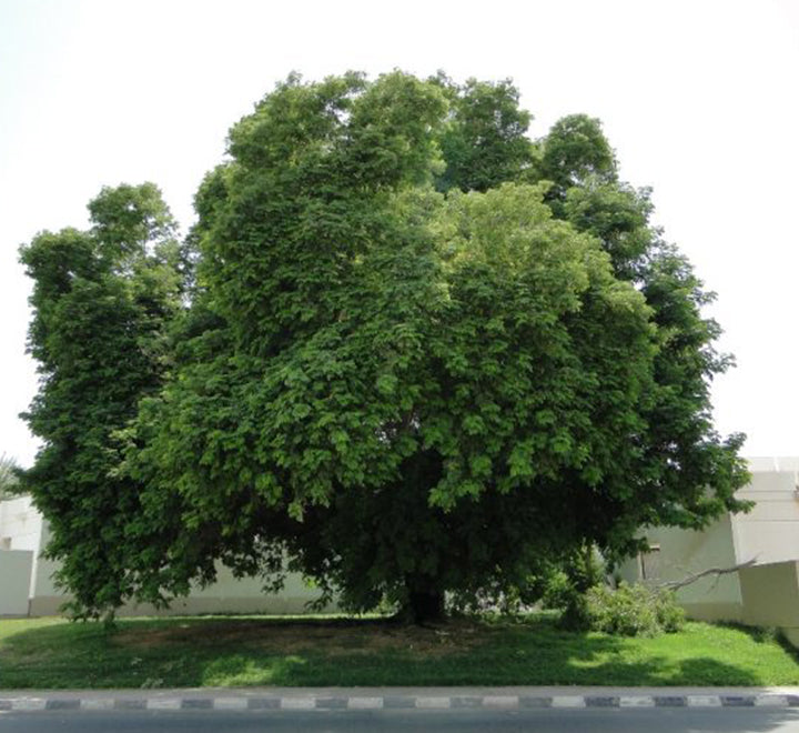 Albizia lebbeck “Lebbek tree or Frywood”