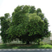 Albizia lebbeck “Lebbek tree or Frywood”