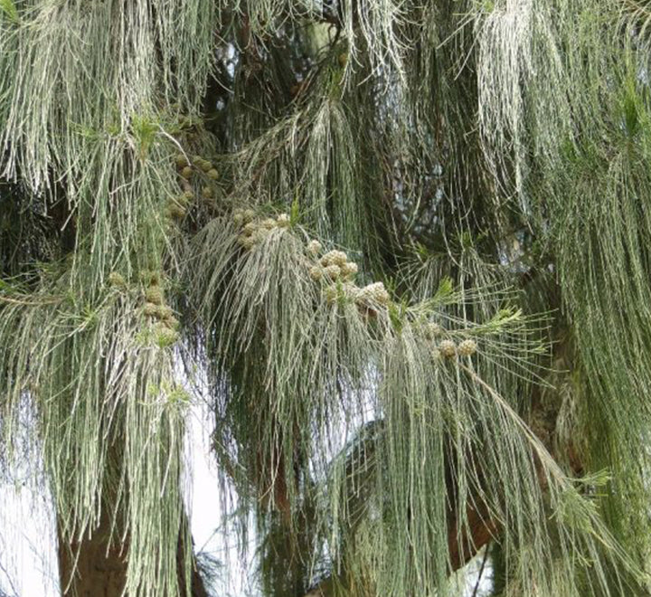 Casuarina Equisetifolia "Australian pine tree" 1.6-2.0m