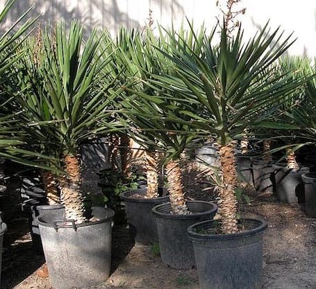 Yucca Filifera "Yucca Aloifolia" Green Souq
