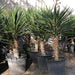 Yucca Filifera "Yucca Aloifolia" Green Souq