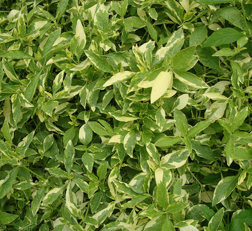 Alternanthera ficoidea ‘Gold’