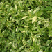 Alternanthera ficoidea ‘Gold’
