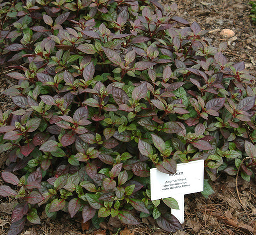 Alternanthera Red “Red Sessile Joyweed”