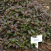 Alternanthera Red “Red Sessile Joyweed”