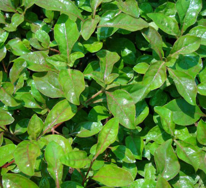 Alternanthera Red  "Red Sessile Joyweed"