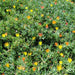 Lampranthus spectabilis