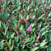 Rhoeo discolor or Moses-in-the-cradle