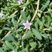 Sesuvium portulacastrum or Shoreline seapurslane