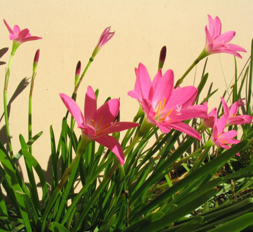 Zephyranthes grandiflora ” zephyr lily”