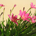 Zephyranthes grandiflora ” zephyr lily”