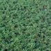 Sesuvium portulacastrum