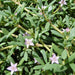 Sesuvium portulacastrum or Shoreline seapurslane
