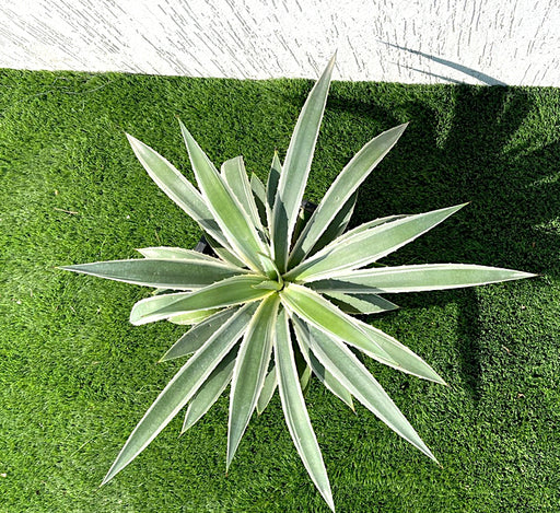 Agave anguvstifolia or Caribbean agave