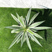 Agave anguvstifolia or Caribbean agave
