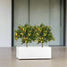 Citris Mitis- Chinese Orange