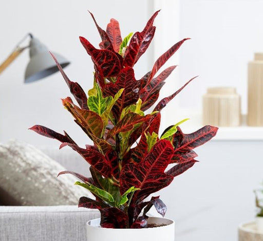 Codiaeum variegatum (40-50 cm)