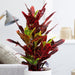 Codiaeum variegatum (40-50 cm)