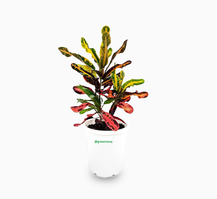 Codiaeum variegatum (40-50 cm)