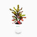 Codiaeum variegatum (40-50 cm)