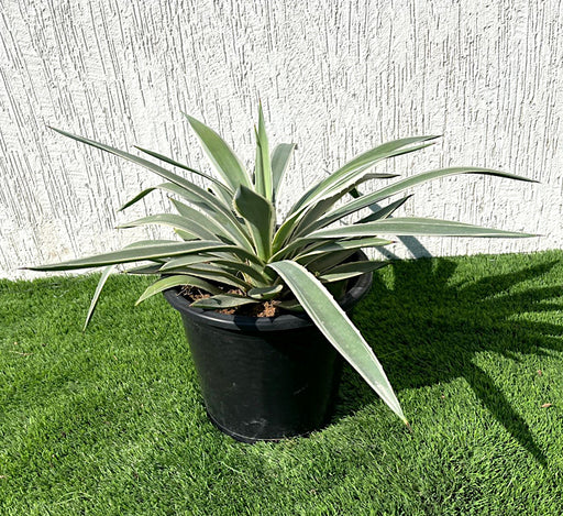 Agave anguvstifolia or Caribbean agave