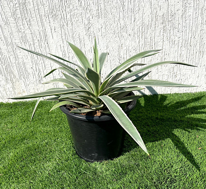 Agave anguvstifolia or Caribbean agave