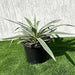 Agave anguvstifolia or Caribbean agave