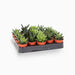 Mini succulents Haworthia 4-6cm per piece