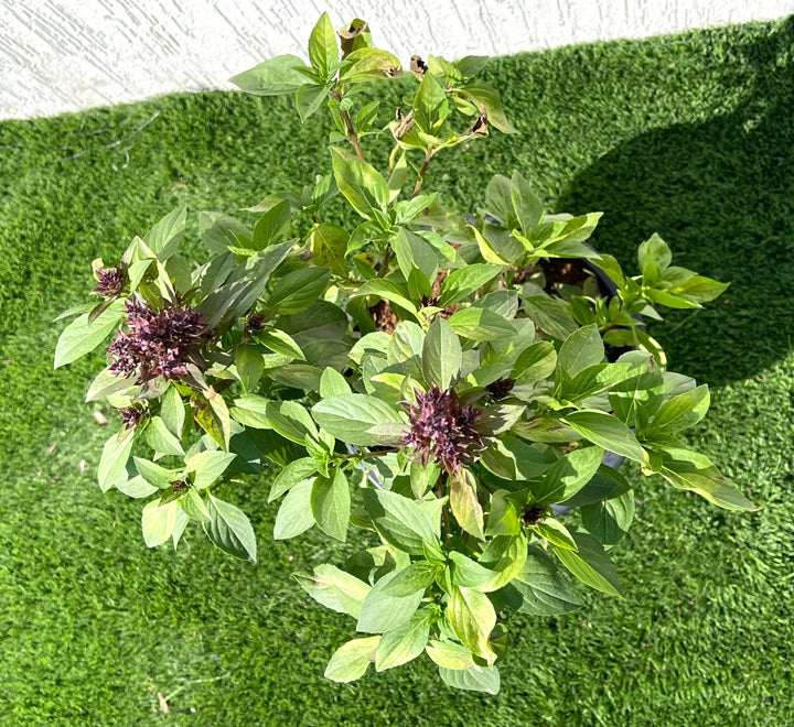 Ocimum Basilicum or Rehan Herb