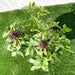 Ocimum Basilicum or Rehan Herb