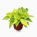 Neon Pothos (20-30 cm)