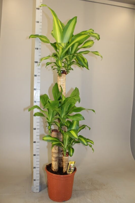 Dracaena Fragrans  "Massangeana"