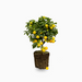 Dwarf Lemon Tree 50 – 70cm