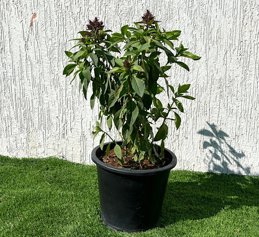 Ocimum Basilicum or Rehan Herb