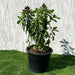 Ocimum Basilicum or Rehan Herb