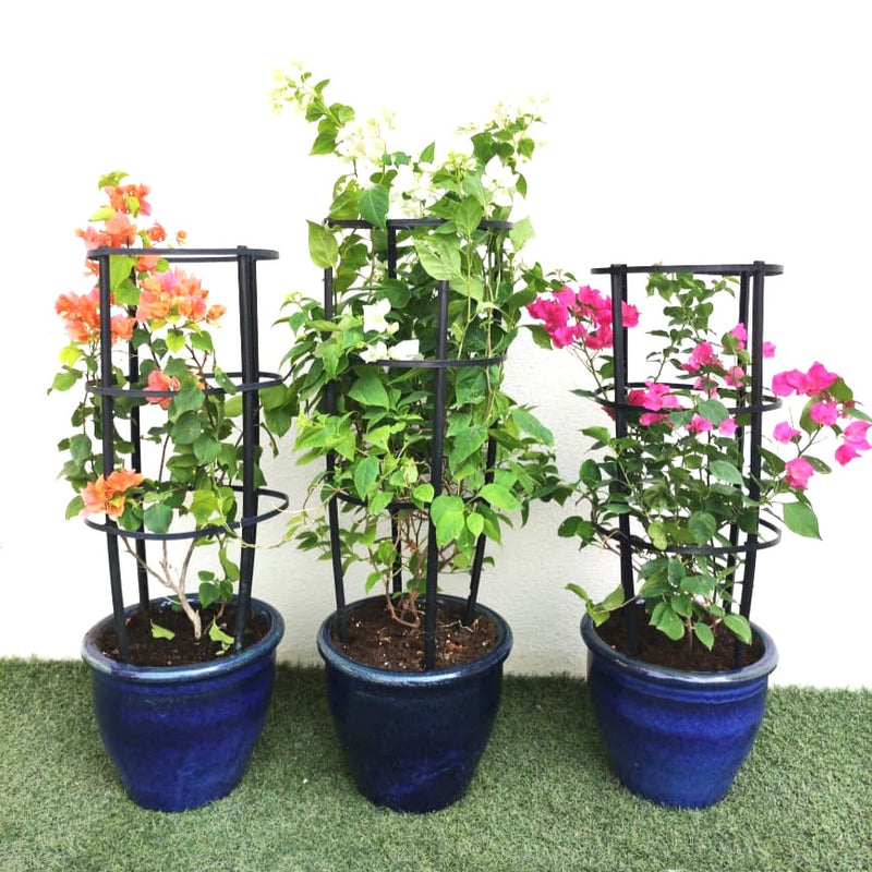 Bougainvillea Trio / White Pink Orange 3 Bougainvillea in Rolled rim Pot