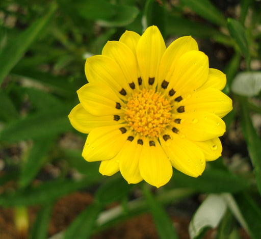 Gazania uniflora or Treasure Flower