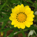 Gazania uniflora or Treasure Flower