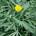 Gazania uniflora or Treasure Flower